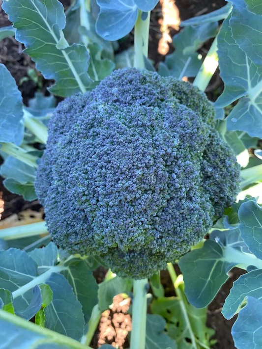 Belstar F1 Organic Broccoli Seeds online shopping