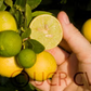 Chulo Key Lime Budwood citrus plant material online shopping