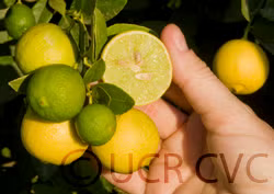 Chulo Key Lime Budwood citrus plant material online shopping