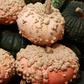 Galeux d'Eysines Pumpkin
