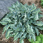 Waterslide Hosta Plants online shopping