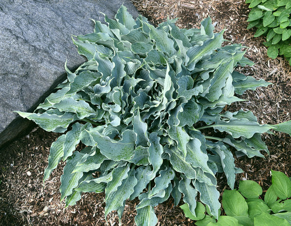 Waterslide Hosta Plants online shopping