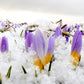 Firefly Snow Crocus Corms