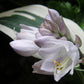 Great Escape Hosta Plants online shopping