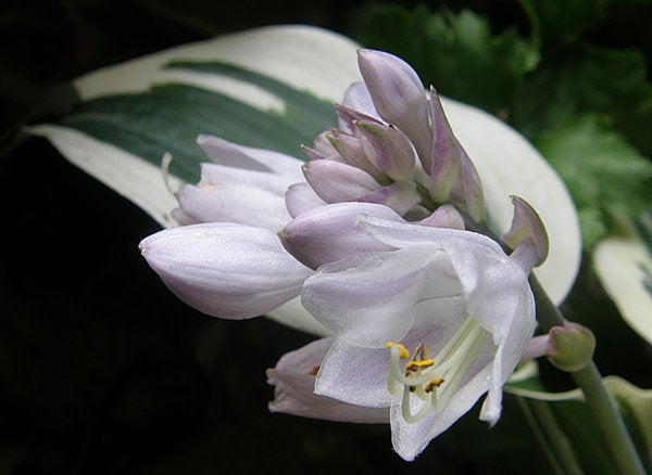 Great Escape Hosta Plants online shopping