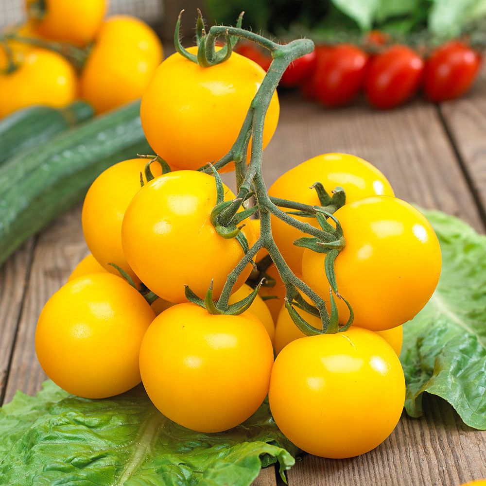 Sweet Gold F1 Tomato