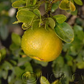 Chinotto Sour Orange Hybrid Budwood citrus plant material online shopping