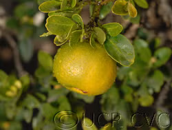 Chinotto Sour Orange Hybrid Budwood citrus plant material online shopping