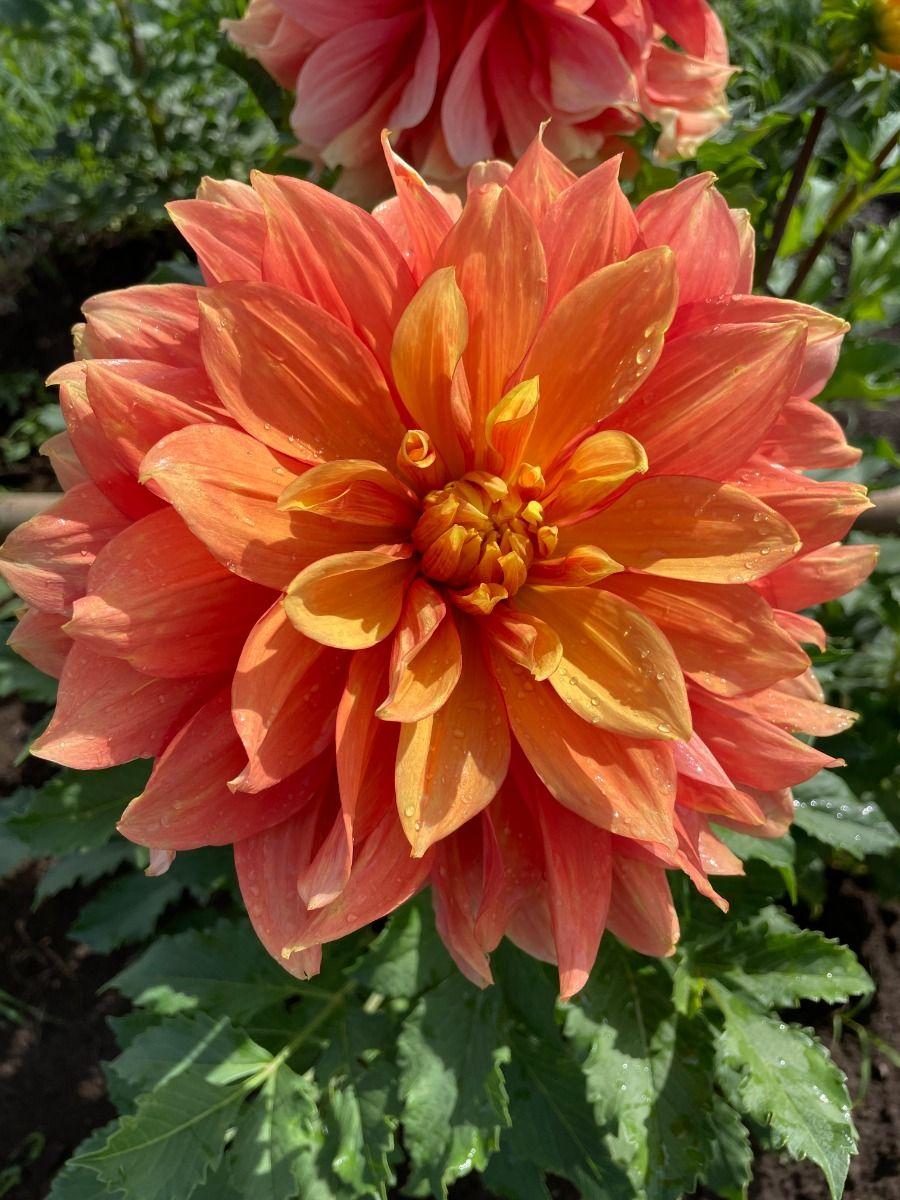 Honey Bun Dahlia