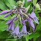 Kempen Waving Shadow Hosta Plants online shopping