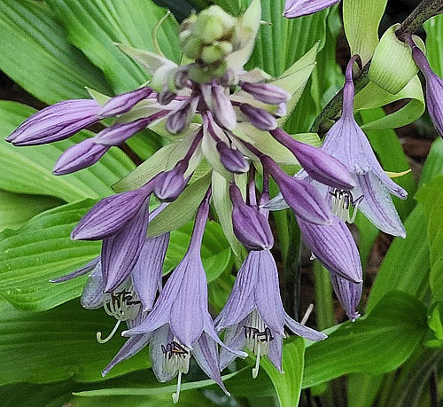 Kempen Waving Shadow Hosta Plants online shopping