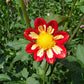 Wheels Dahlia Plants online shopping