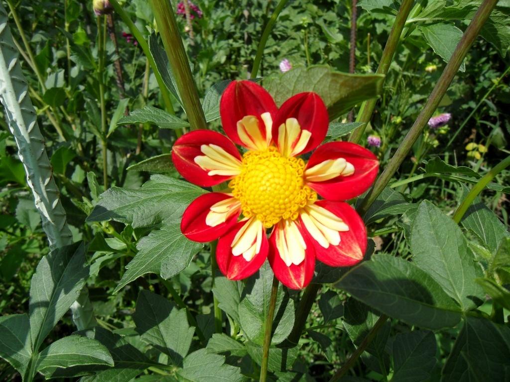 Wheels Dahlia Plants online shopping