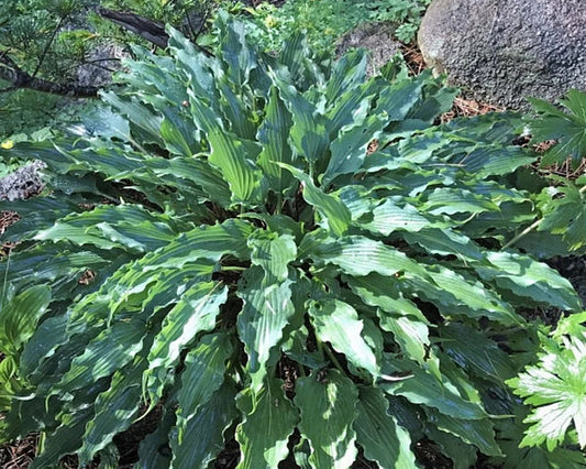 String Quartet Hosta Plants online shopping