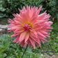 Brookside Cheri Dahlia