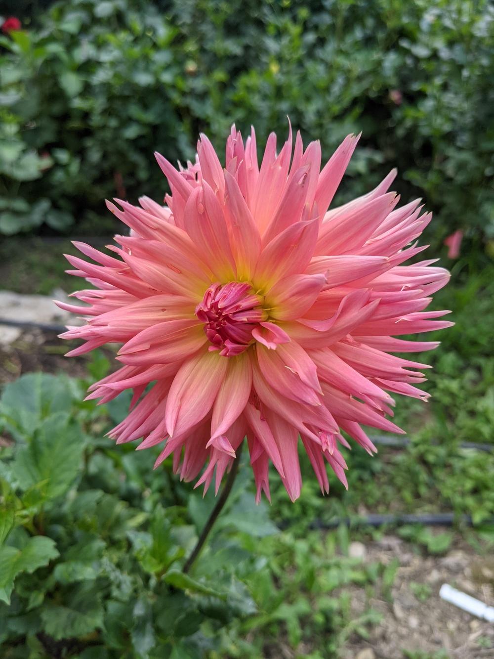 Brookside Cheri Dahlia