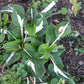 Mellow Mood Hosta Plants online shopping