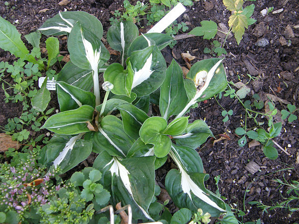 Mellow Mood Hosta Plants online shopping