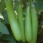 Thai Green Organic Aubergine