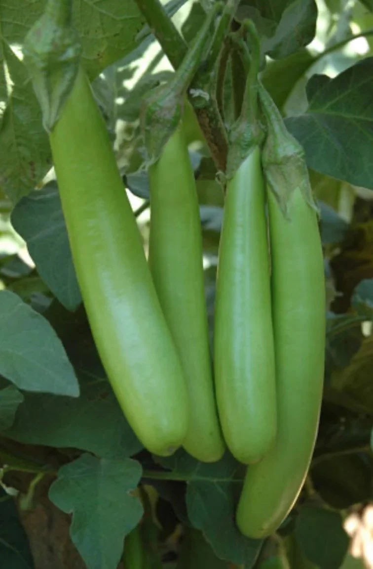 Thai Green Organic Aubergine