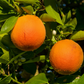 Moro Blood Orange Plant citrus plant material online shopping
