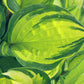 Volcano Island Hosta Plants online shopping