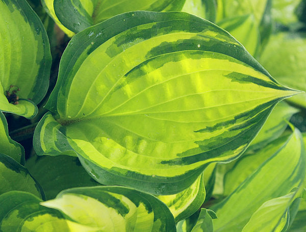 Volcano Island Hosta Plants online shopping