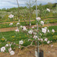 Redfree disease resistant early apple young tree in bloom.