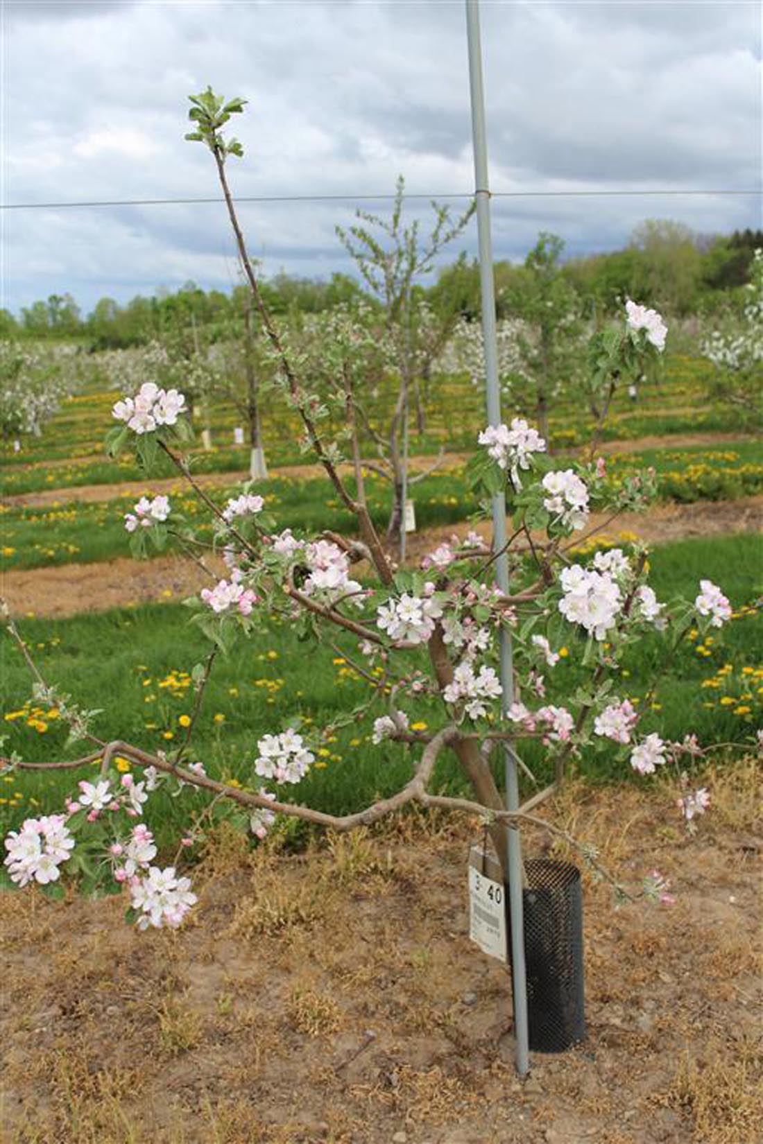 Redfree disease resistant early apple young tree in bloom.