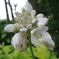 Lemon Meringue Hosta Plants online shopping