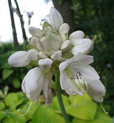 Lemon Meringue Hosta Plants online shopping