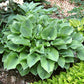 Luna Moth Hosta Plants online shopping