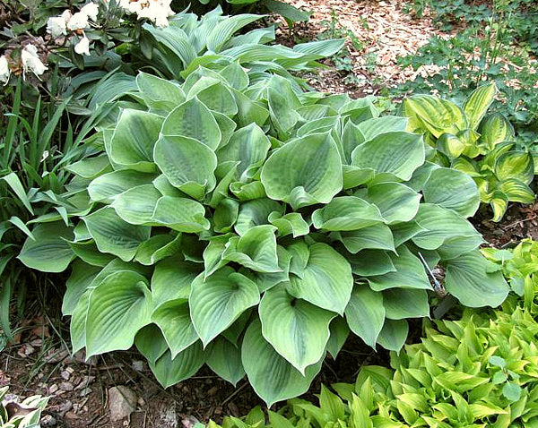 Luna Moth Hosta Plants online shopping