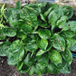 Fruit Cup Hosta Plants online shopping