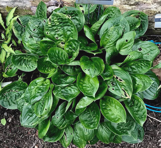 Fruit Cup Hosta Plants online shopping