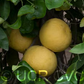 Wekiwa Tangelo Mandarin Budwood citrus plant material online shopping