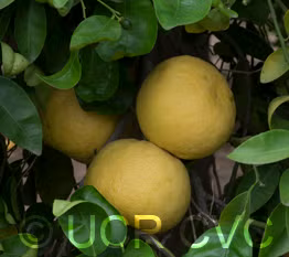 Wekiwa Tangelo Mandarin Budwood citrus plant material online shopping