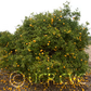 Small Leaf Trifoliate Budwood citrus plant material online shopping