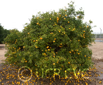 Small Leaf Trifoliate Budwood citrus plant material online shopping