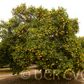 Carrizo Citrange Trifoliate Hybrid Budwood citrus plant material online shopping