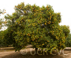 Carrizo Citrange Trifoliate Hybrid Budwood citrus plant material online shopping