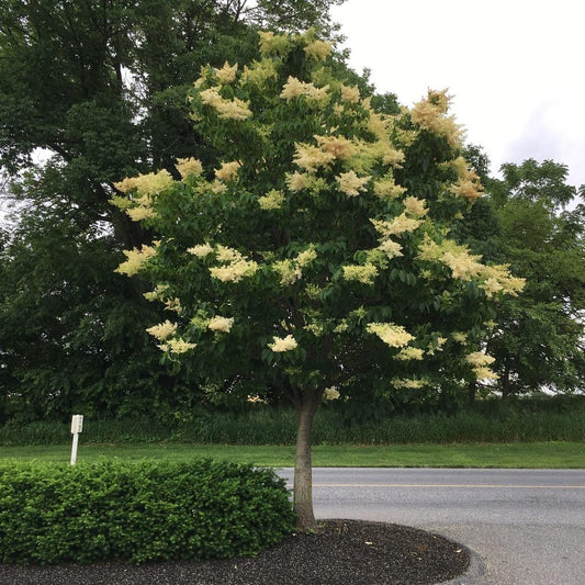Ivory Silk® Japanese Tree Lilac lilac plant online shopping