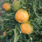 Shirokolistvennyi Satsuma Mandarin Budwood citrus plant material online shopping