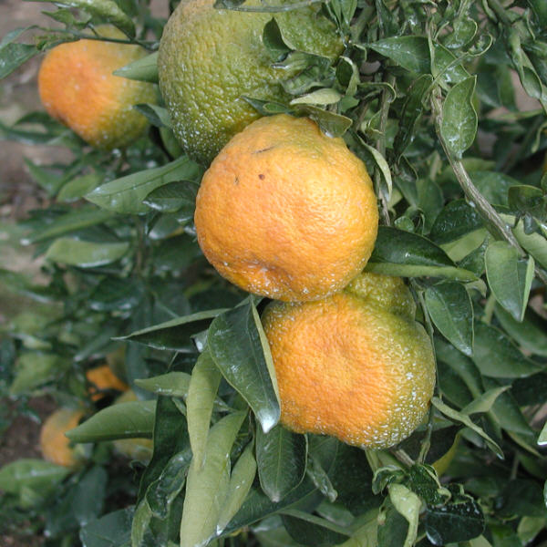 Shirokolistvennyi Satsuma Mandarin Budwood citrus plant material online shopping