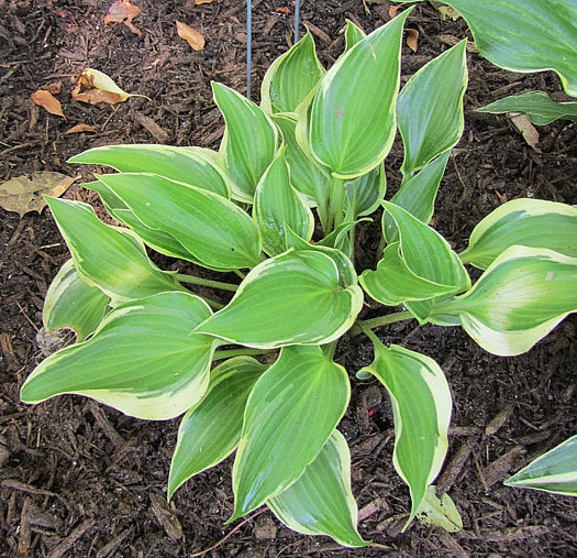 Firefly Hosta Plants online shopping