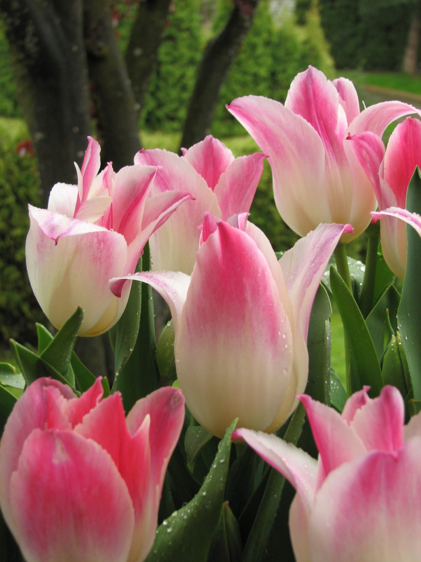 Tender Whisper Tulip Bulbs