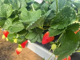 Surfline Early Short Day Strawberry