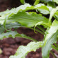 Ringtail Hosta Plants online shopping