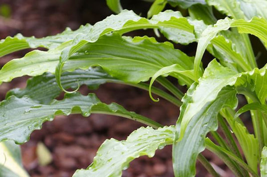 Ringtail Hosta Plants online shopping