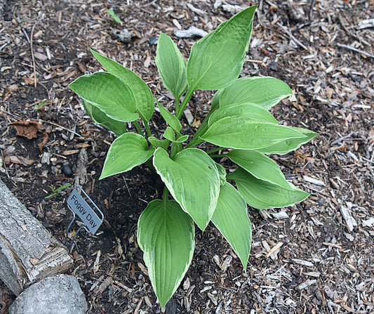 Foggy Day Hosta Plants online shopping